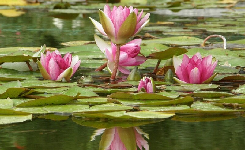 Pink water lilies in a pond