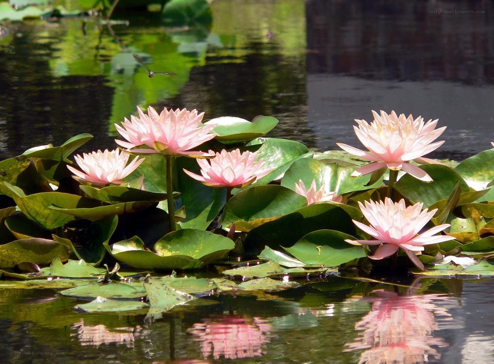 Pink water lilies in a pond