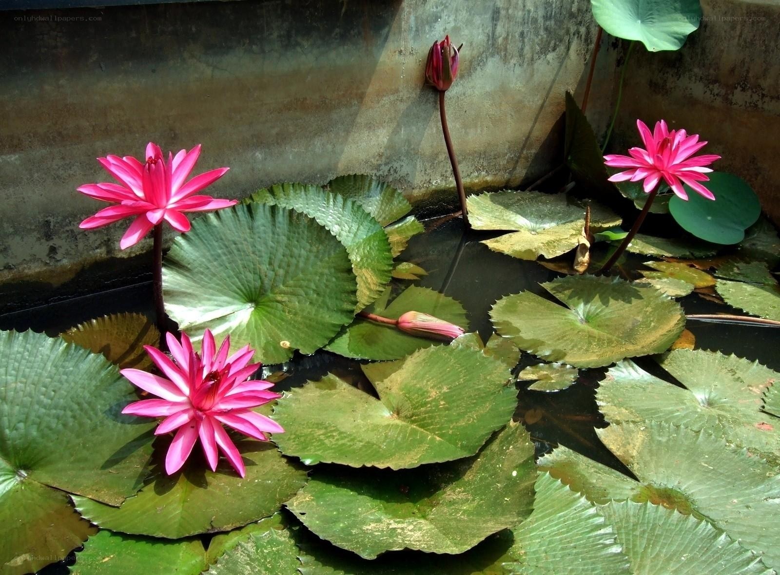 Pink water lilies in a pond