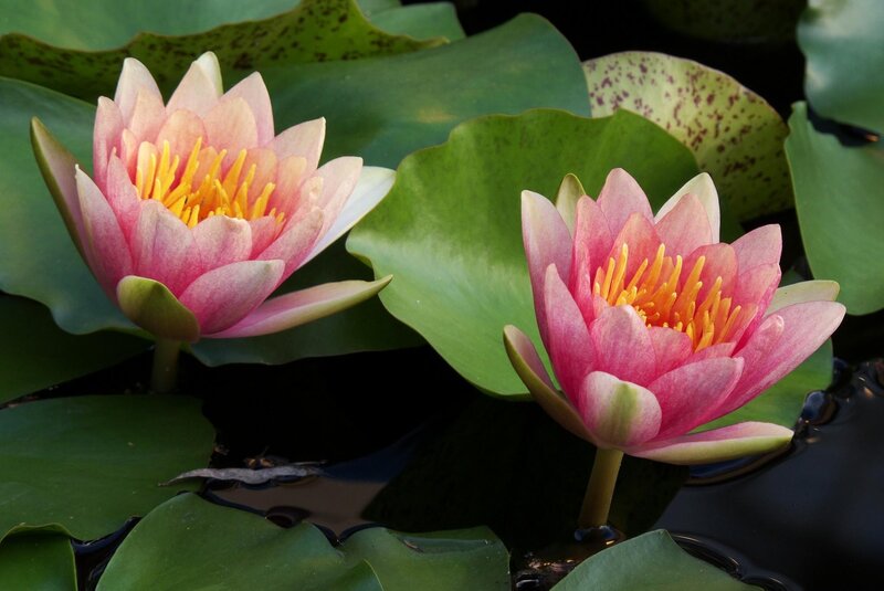 Pink water lilies in a pond