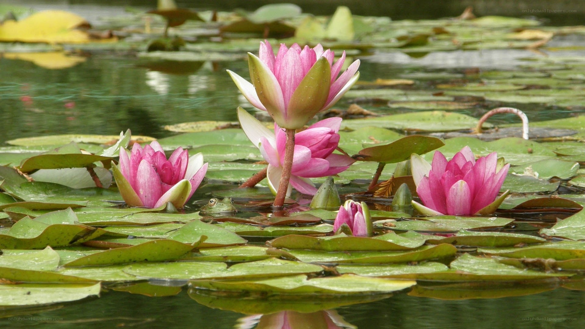 Pink water lilies in a pond