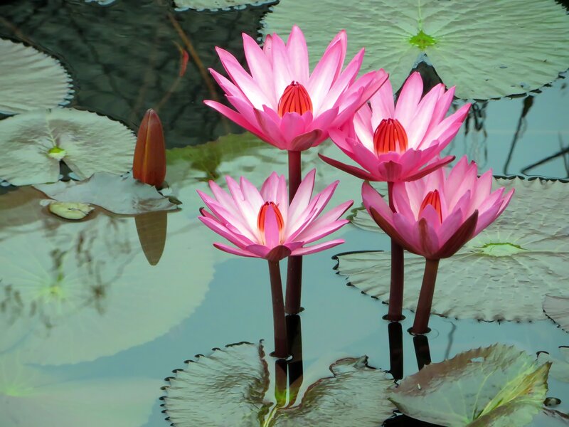 Pink water lilies in a pond