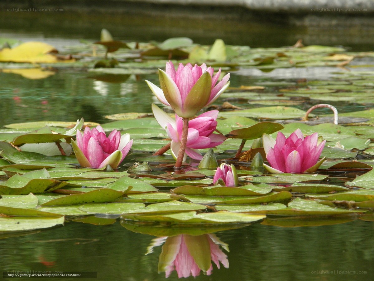 Pink water lilies in a pond