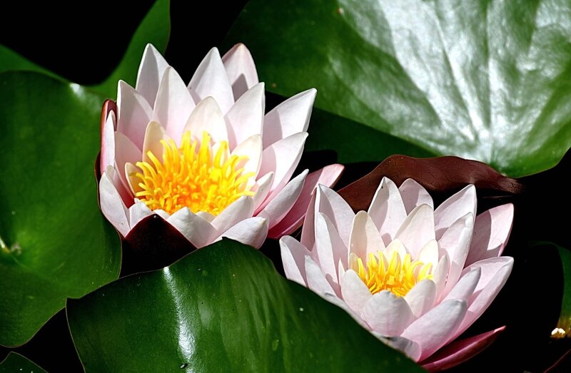 Pink water lilies in bloom
