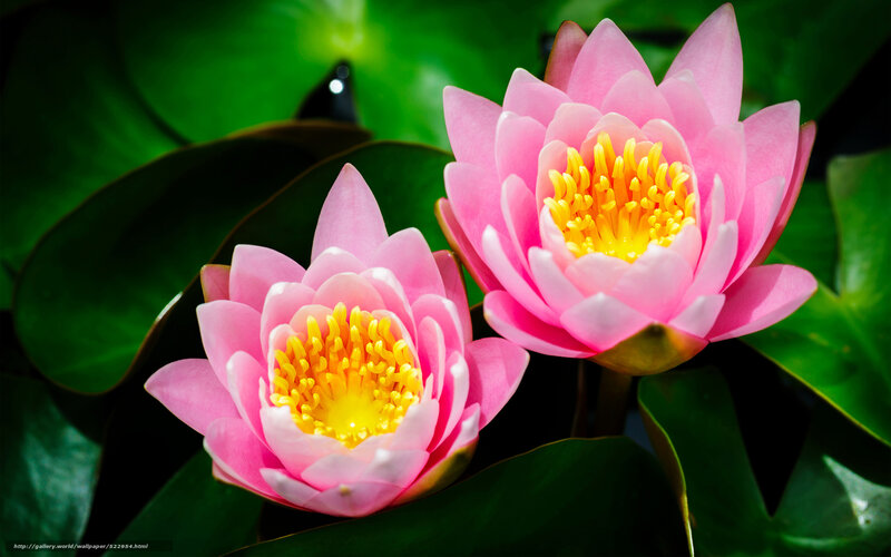 Pink water lilies in bloom