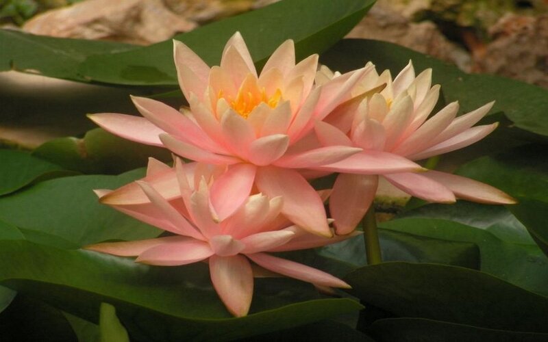 Pink water lilies in bloom