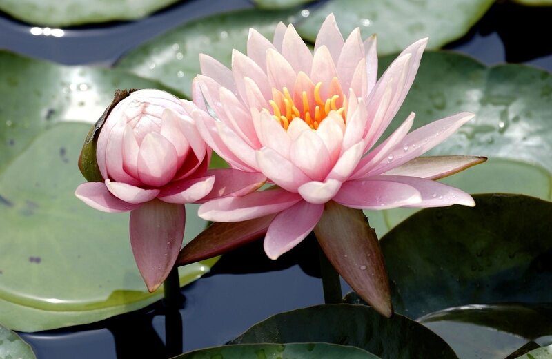 Pink water lilies in bloom