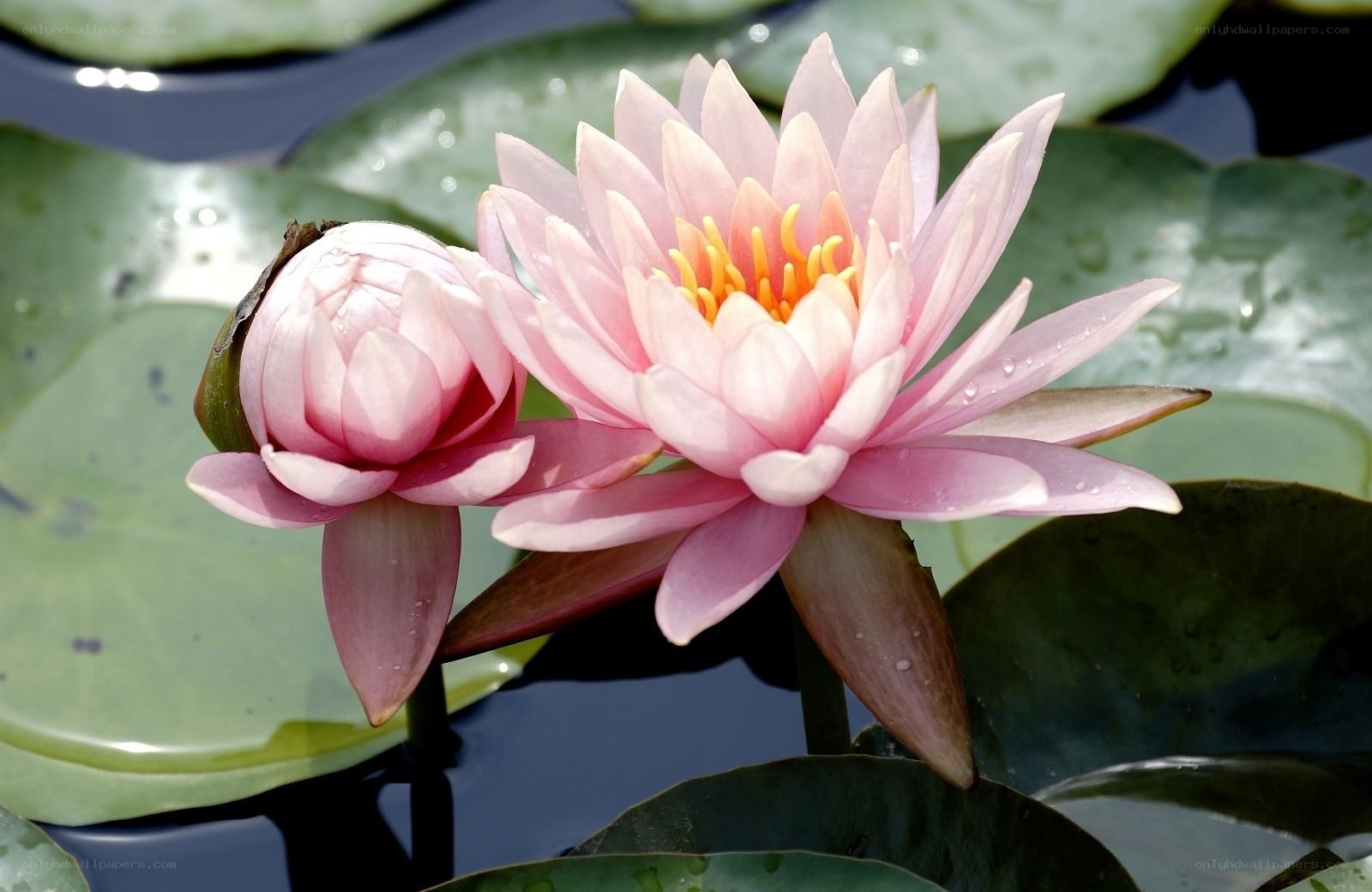 Pink water lilies in bloom