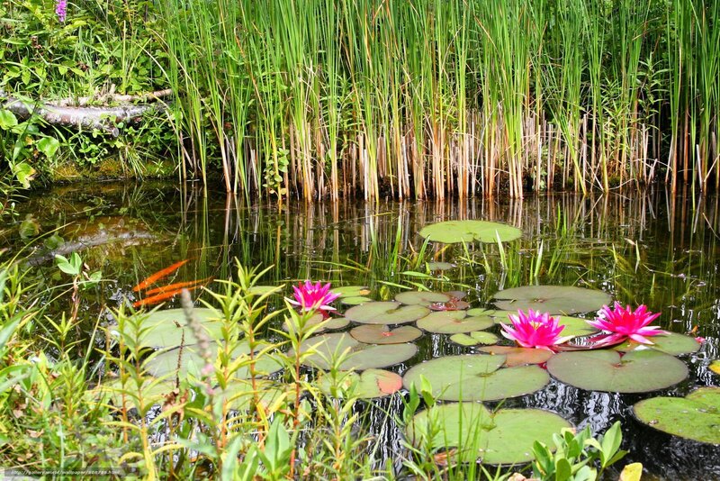 Pink Water Lilies in Pond — Green, Serene, Afternoon