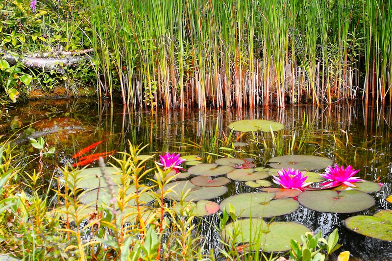 Pink Water Lilies in Pond — Green