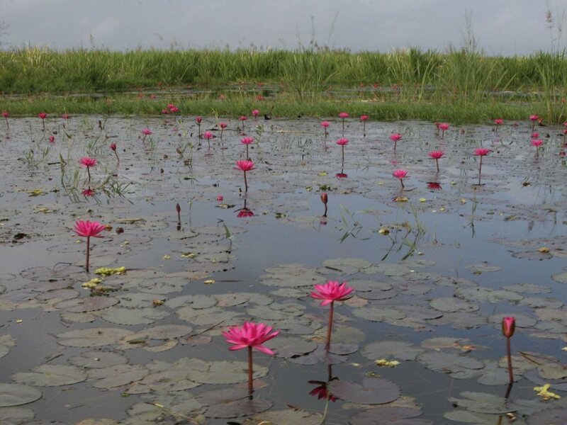 Pink Water Lilies in Pond