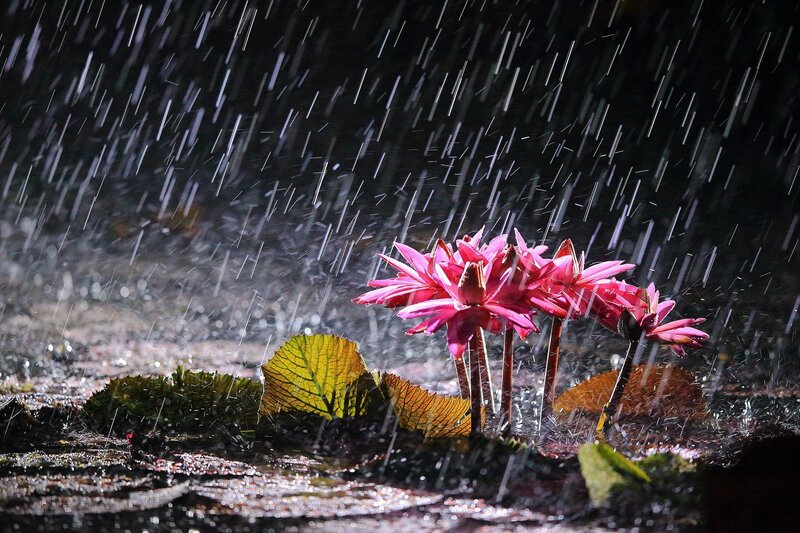 Pink Water Lilies in Rain