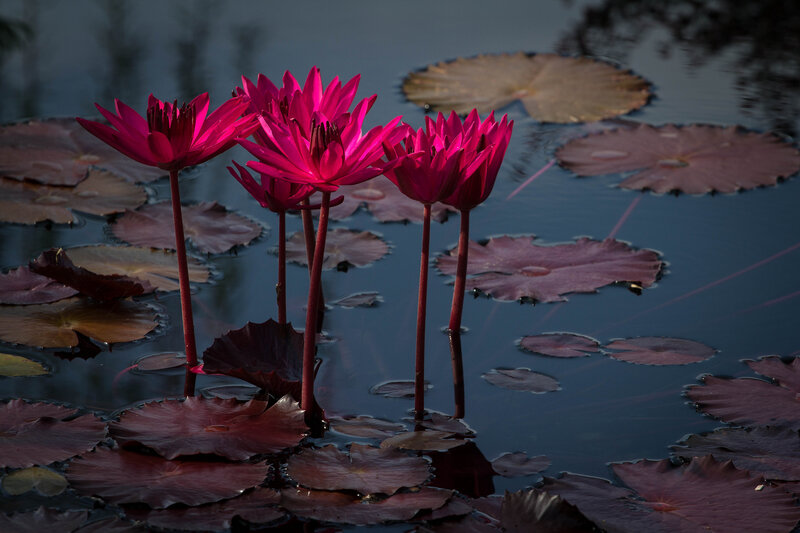 Pink Water Lilies — Magenta