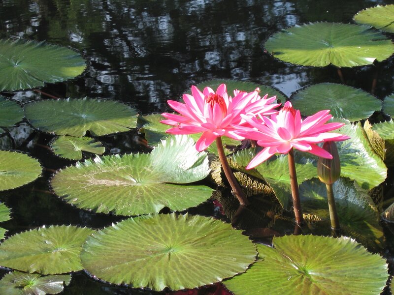 Pink water lilies on a pond