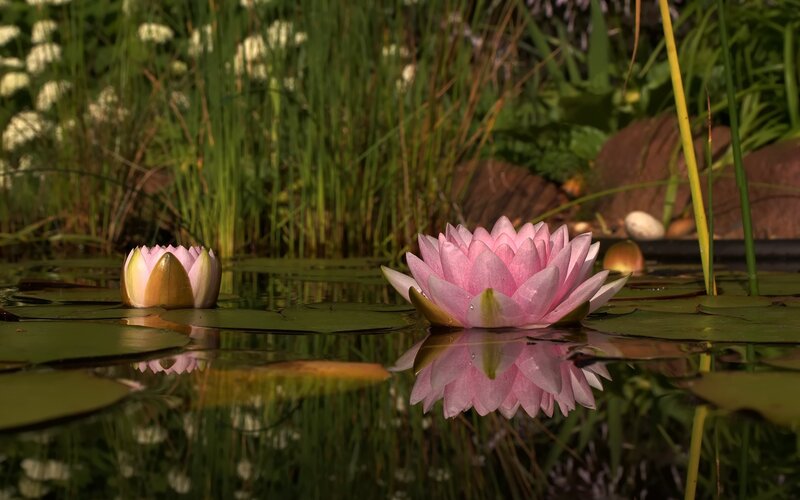 Pink water lilies on a pond