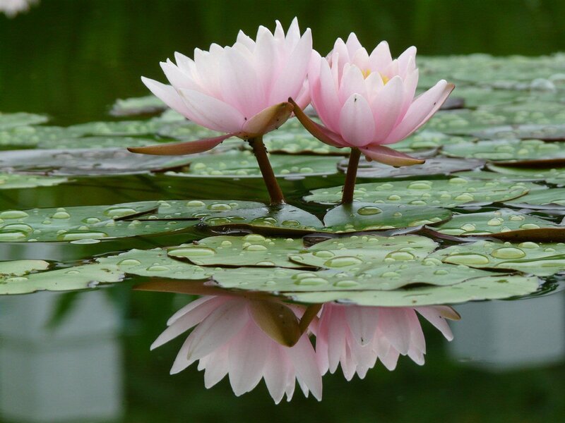 Pink water lilies on a pond