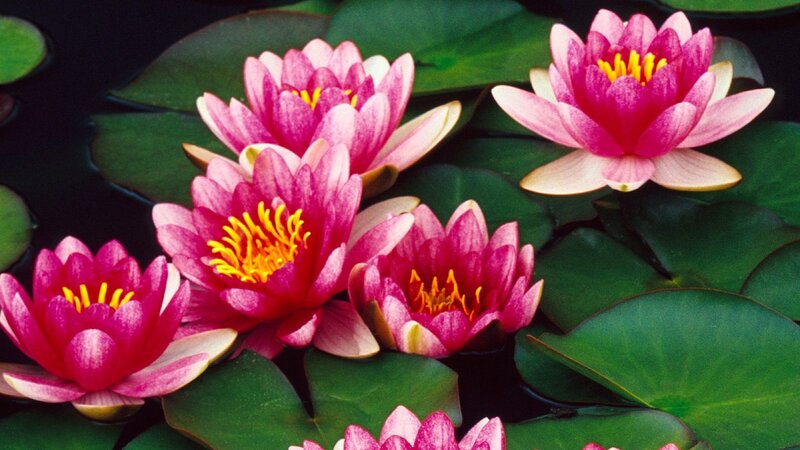 Pink water lilies on a pond
