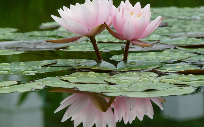 Pink water lilies on a pond
