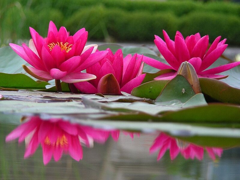 Pink water lilies on a pond