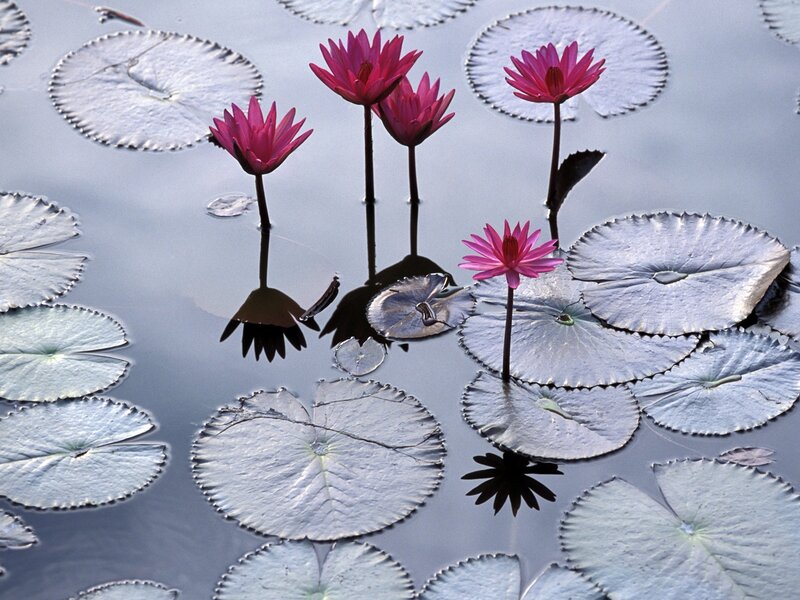 Pink water lilies on a pond