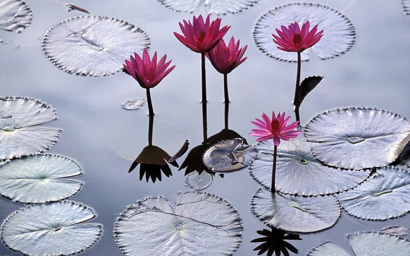 Pink water lilies on a pond