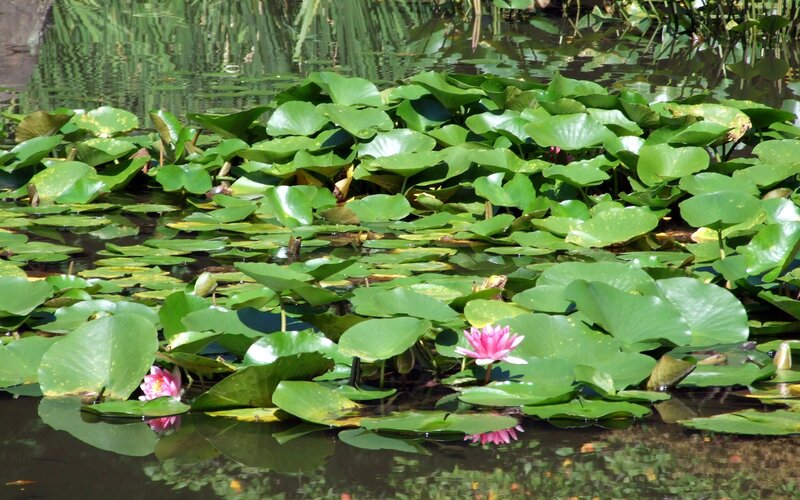 Pink water lilies on a pond