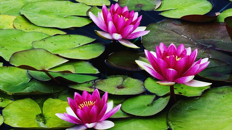 Pink water lilies on a pond