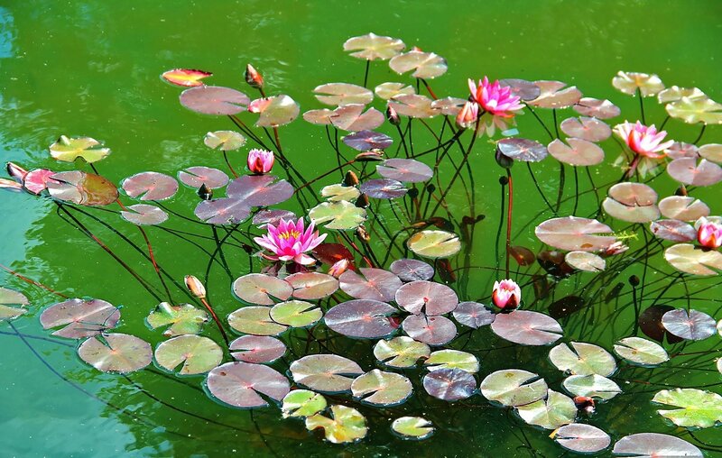 Pink water lilies on a pond