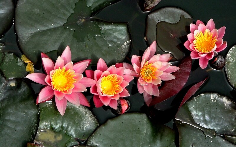 Pink water lilies on a pond