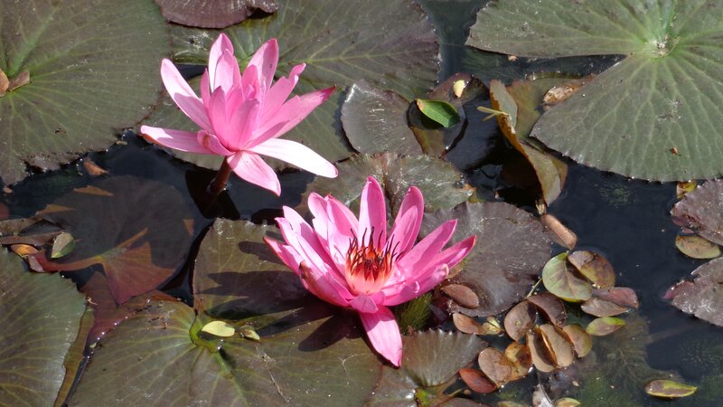 Pink water lilies on a pond