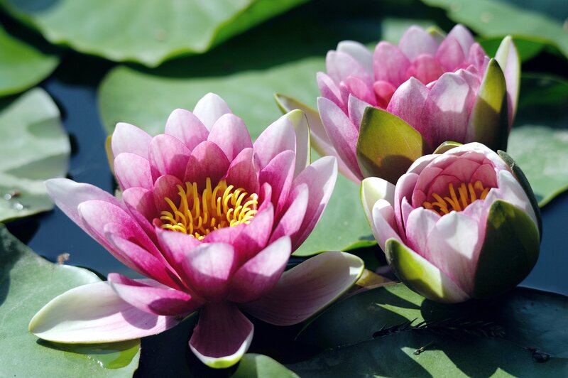 Pink water lilies on a pond
