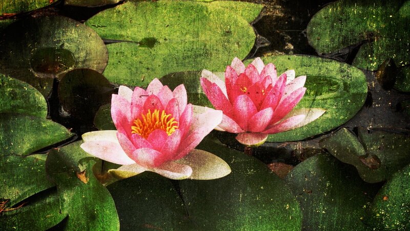 Pink water lilies on a pond