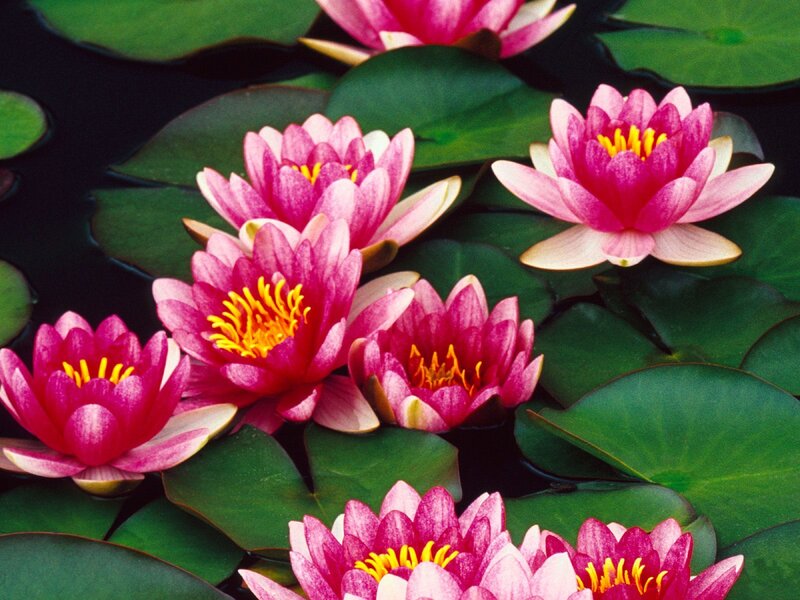 Pink water lilies on a pond