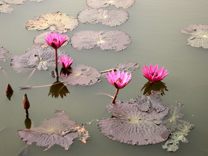 Pink water lilies on a pond