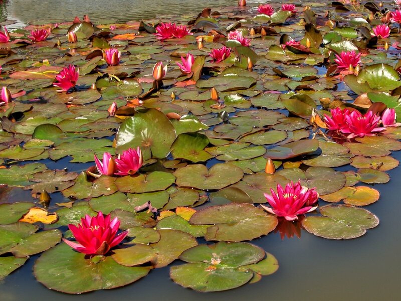 Pink water lilies on a pond