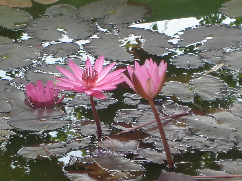 Pink water lilies on a pond