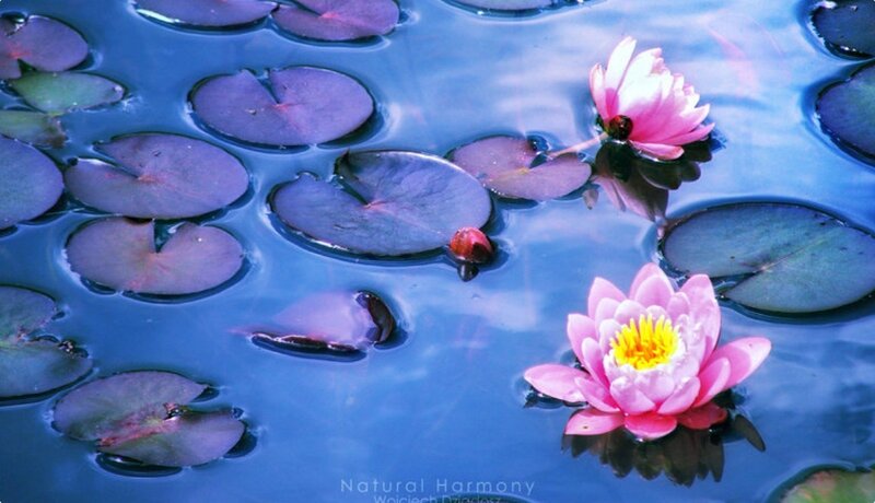 Pink water lilies on a pond
