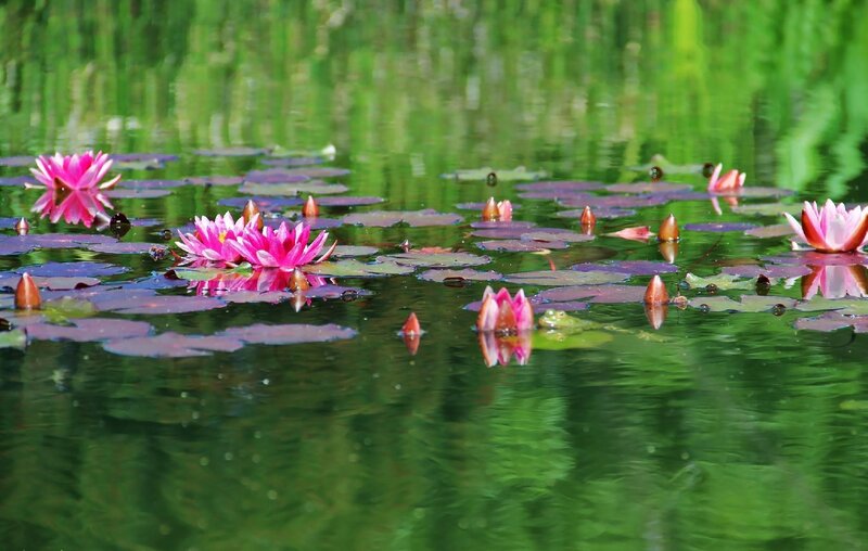 Pink water lilies on a pond