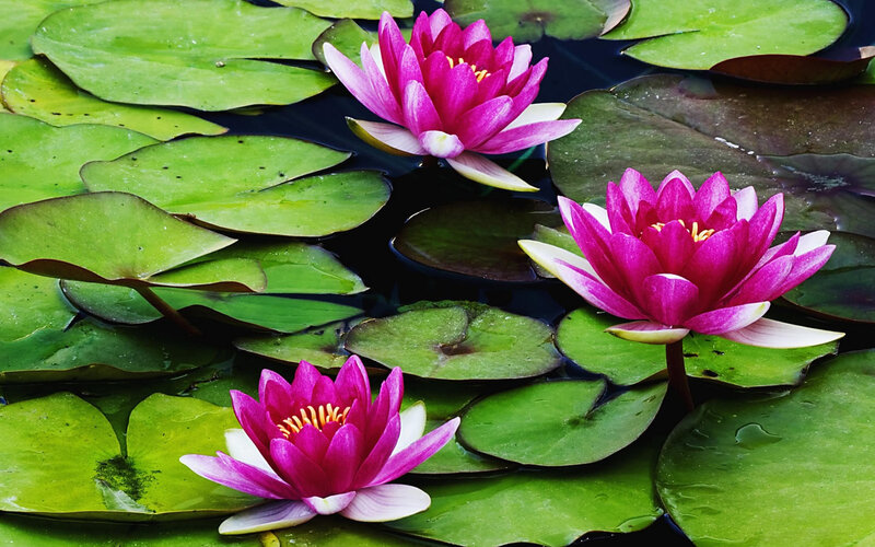Pink water lilies on a pond