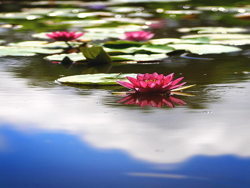 Pink water lilies on a pond