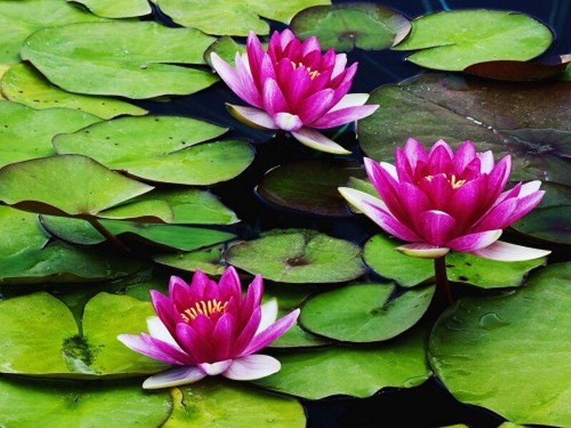 Pink water lilies on a pond