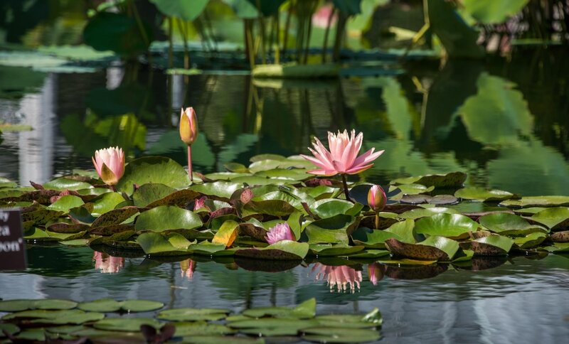 Pink water lilies on a pond