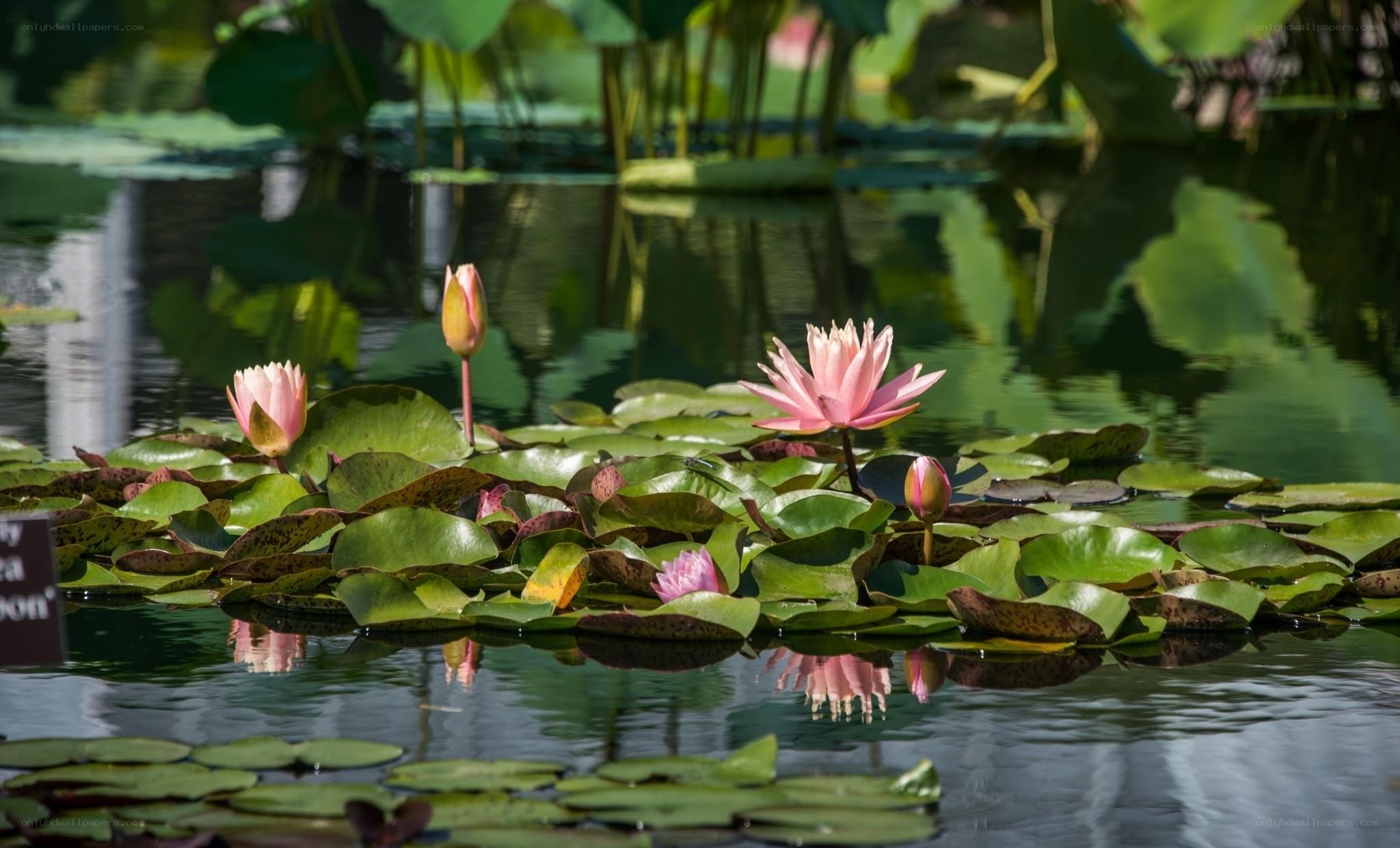 Pink water lilies on a pond