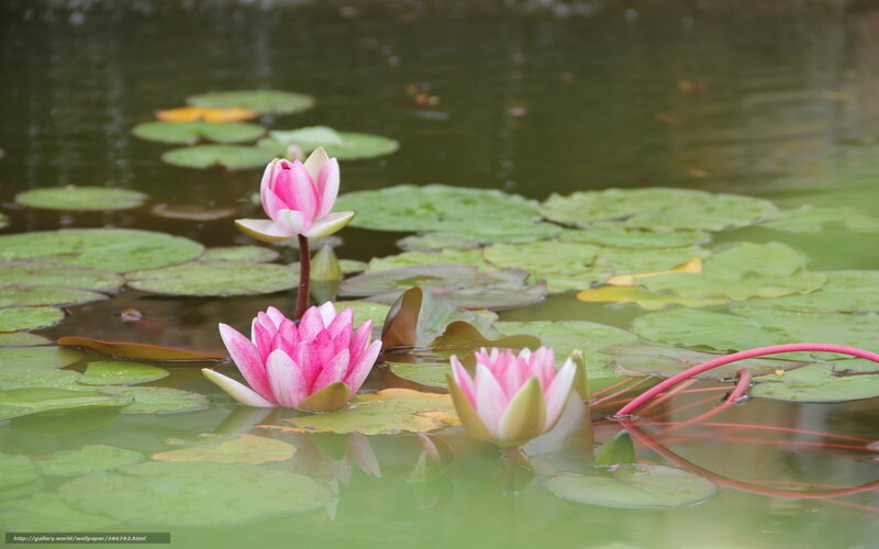 Pink water lilies on a pond