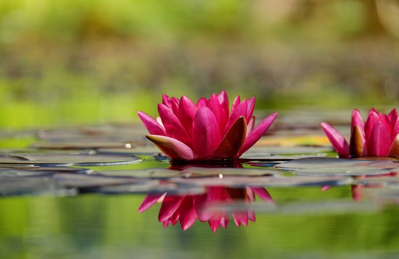 Pink water lilies on a pond