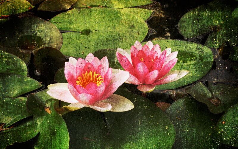 Pink water lilies on a pond