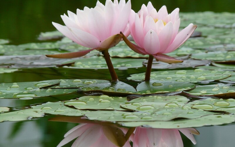Pink water lilies on lily pads