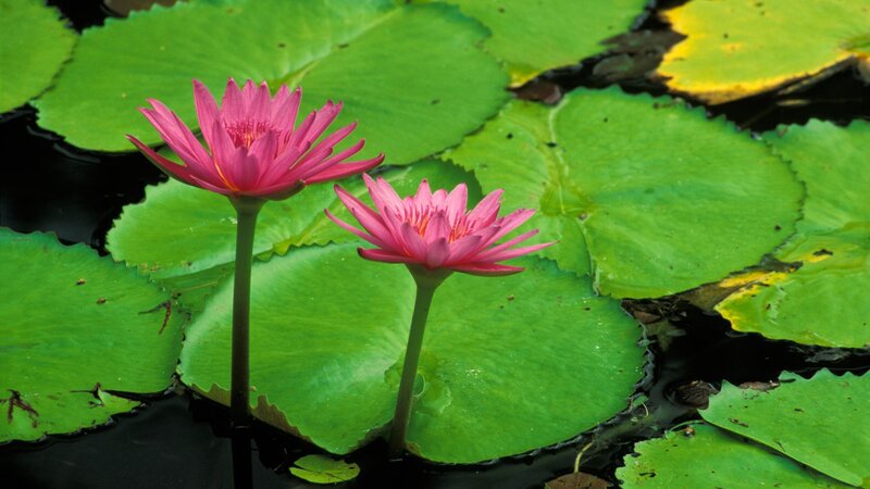Pink water lilies on lily pads
