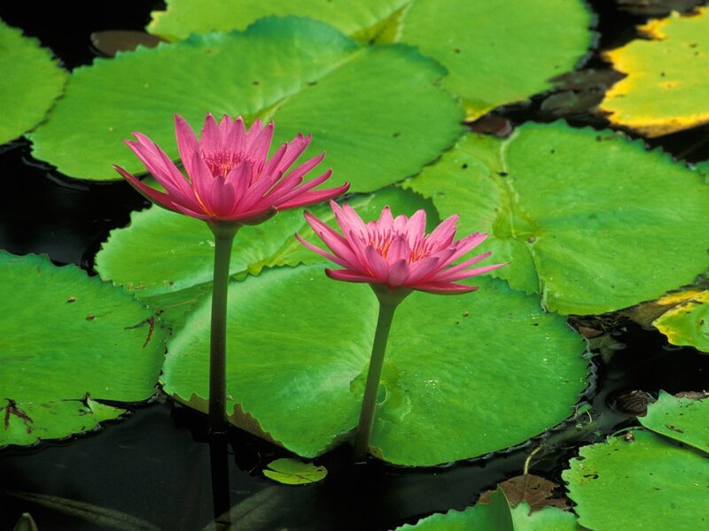 Pink water lilies on lily pads