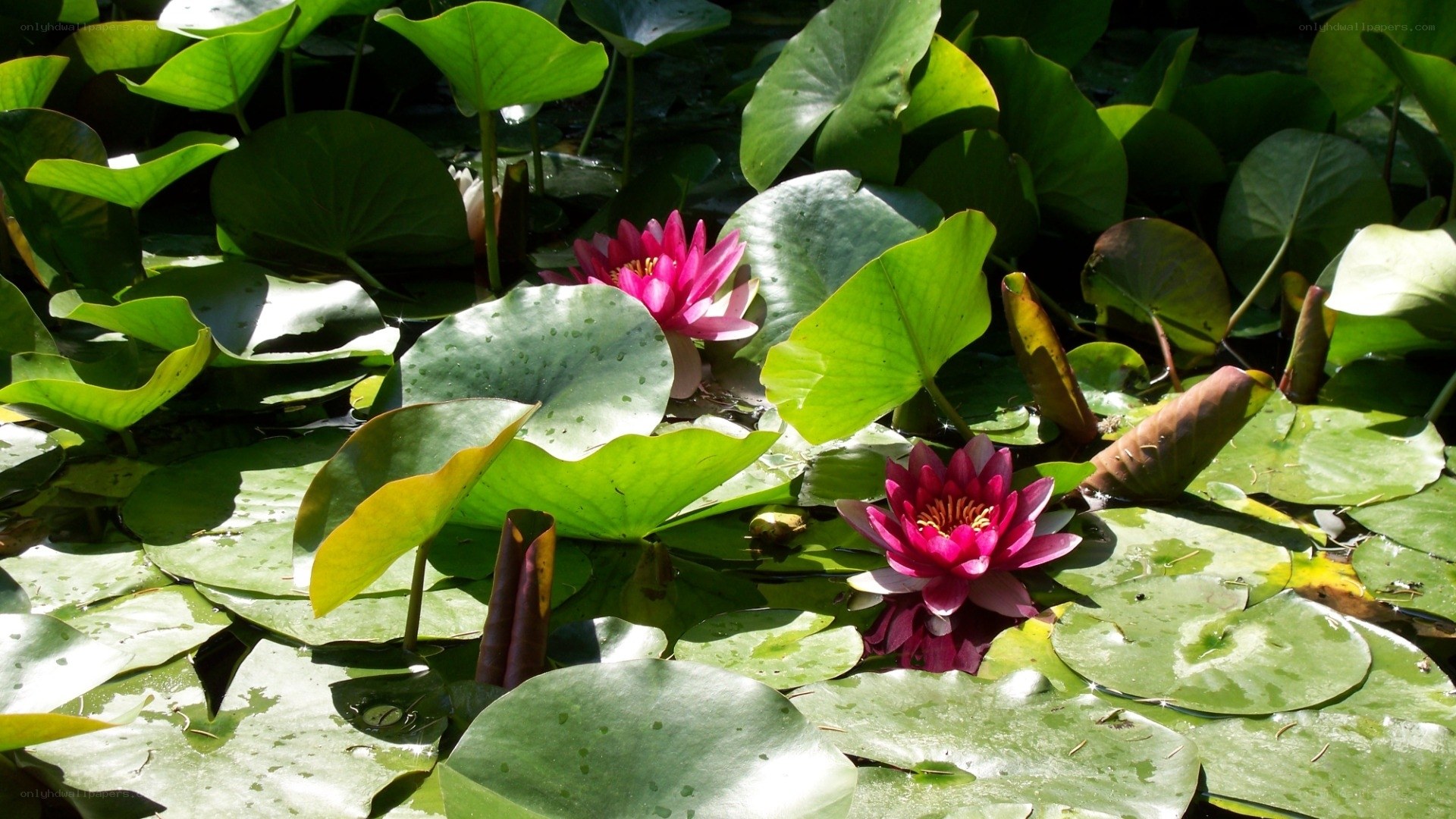 Pink water lilies on lily pads